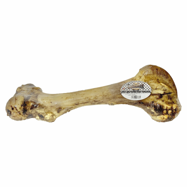 Femur Beef Bone