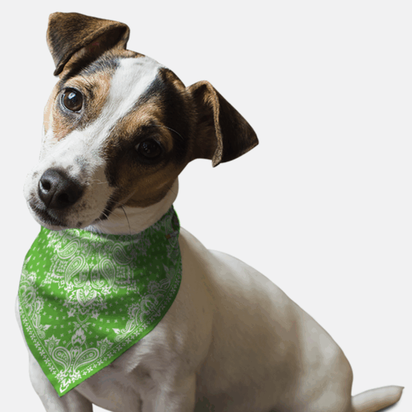 Kelly Green Paisley