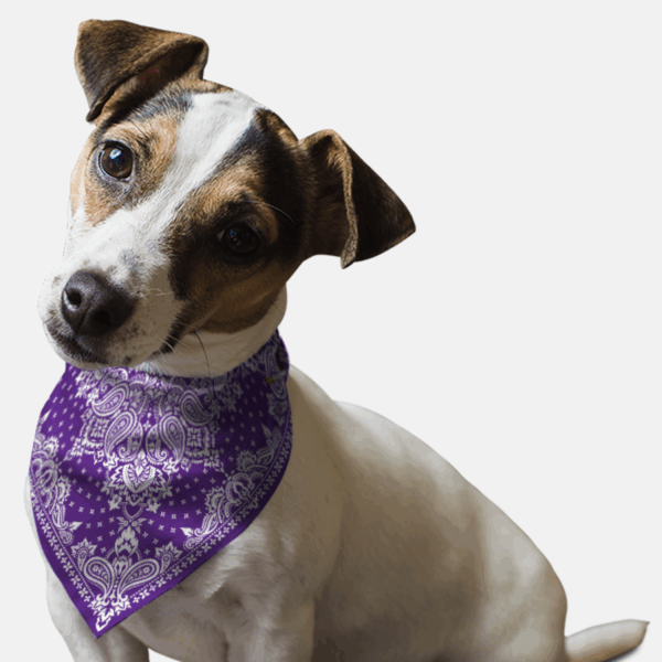 Violet Paisley