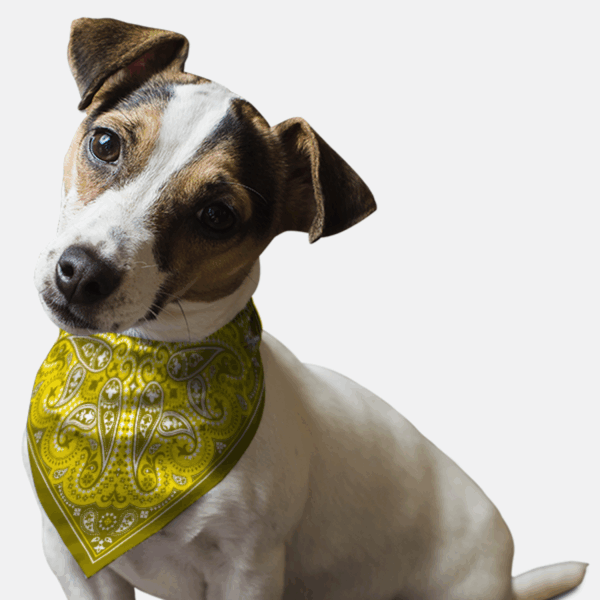 Yellow Paisley