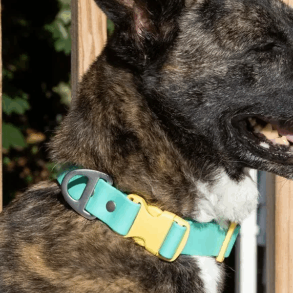 Island Vibes Waterproof Dog Collar