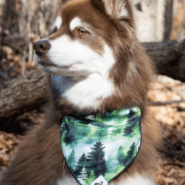 Evergreen Explorer Dog Bandana