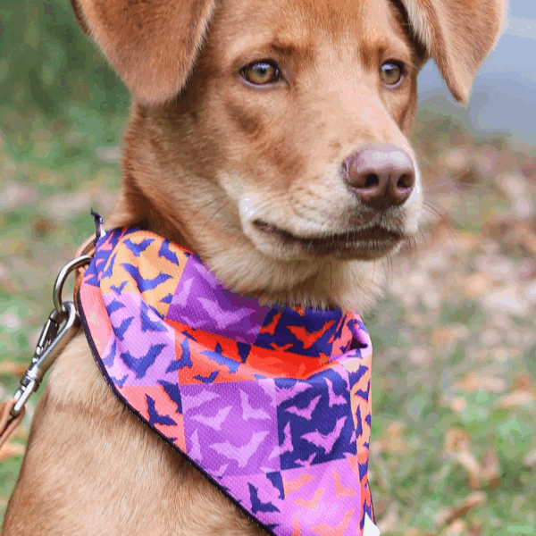 Spooky Bat Squares Dog Bandana