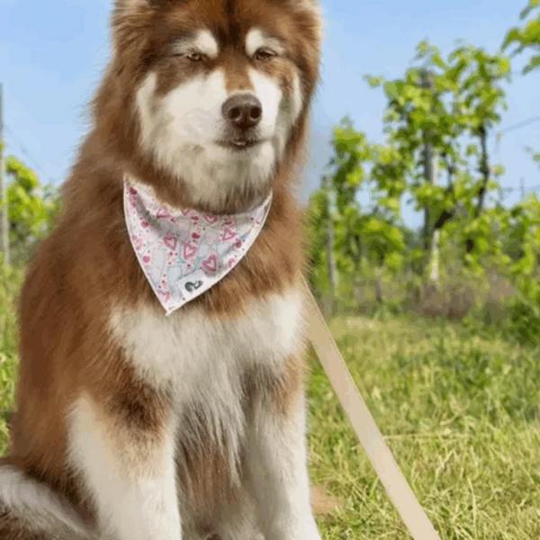 Cheers to Love Dog Bandana