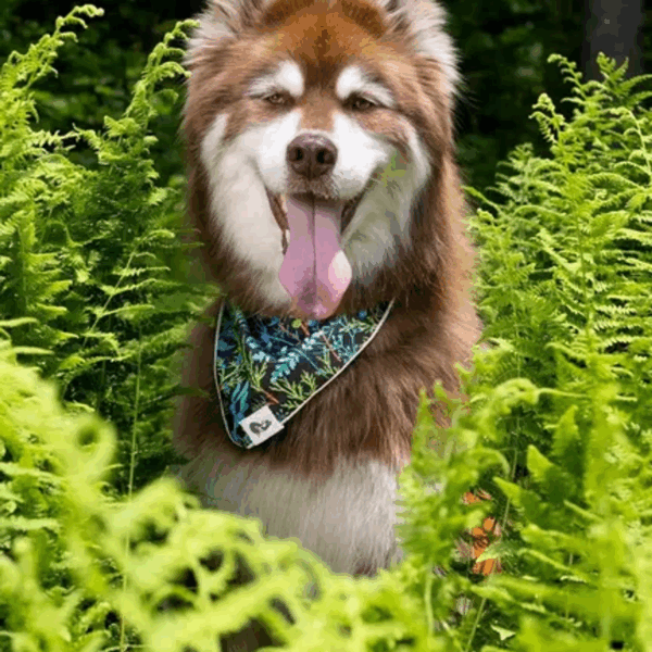 Magical Fern Forest Dog Bandana