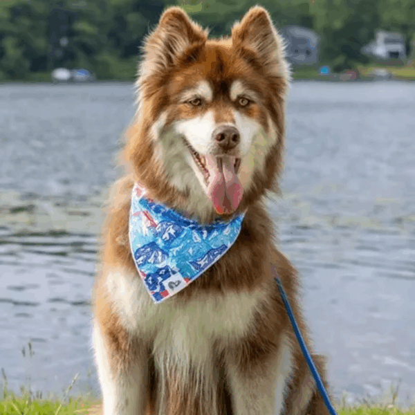 Painted Peaks Dog Bandana
