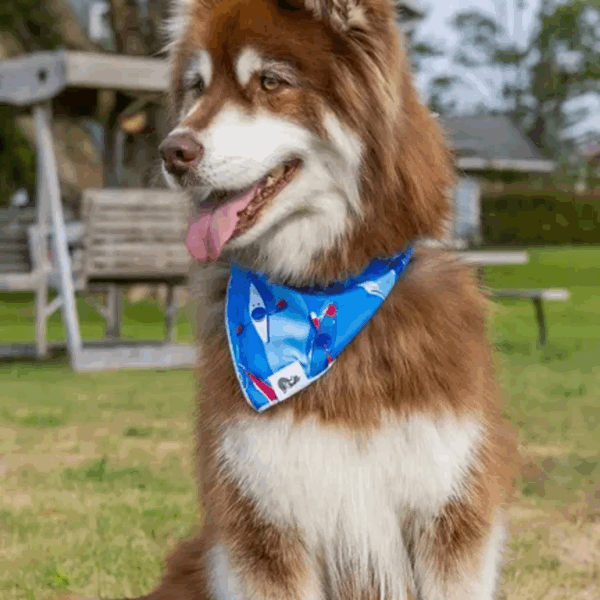 K9 Kayak Dog Bandana