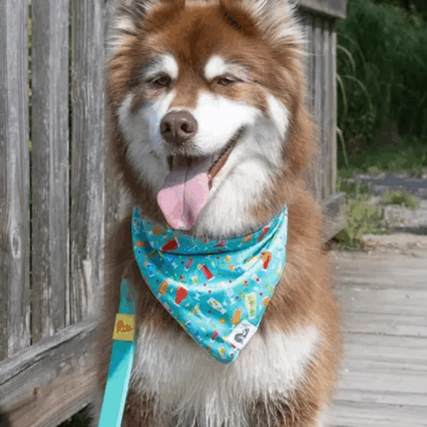 Seaside Sips Dog Bandana
