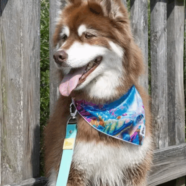 Sea Turtle Swim Dog Bandana