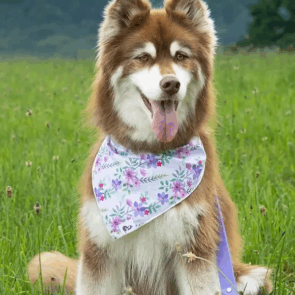 Wildflower Meadow Dog Bandana