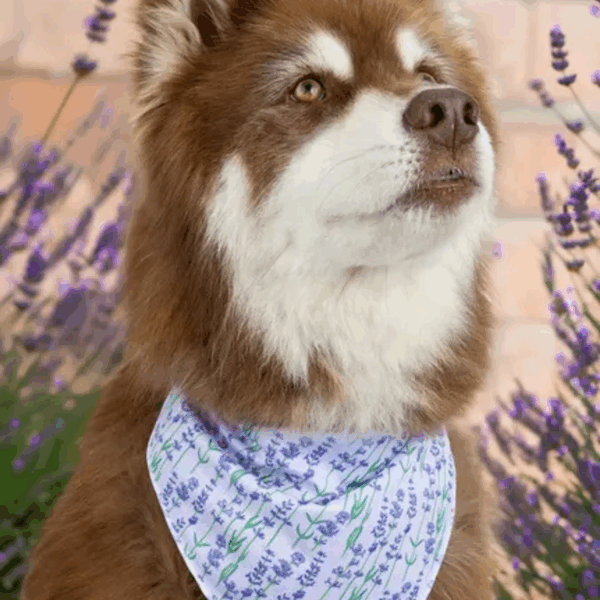 Lavender Blooms Dog Bandana