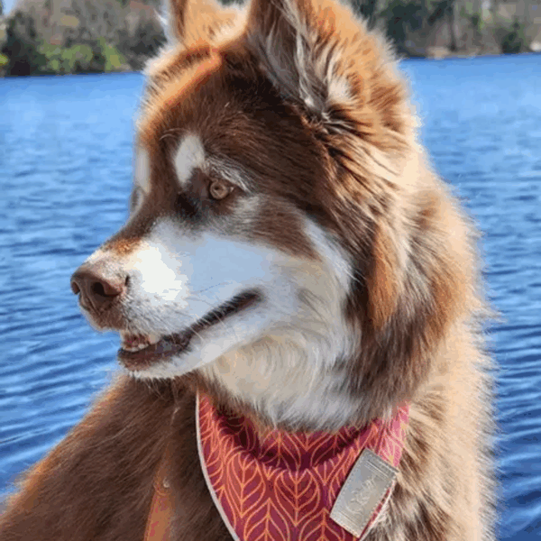 Twilight Trails Dog Bandana