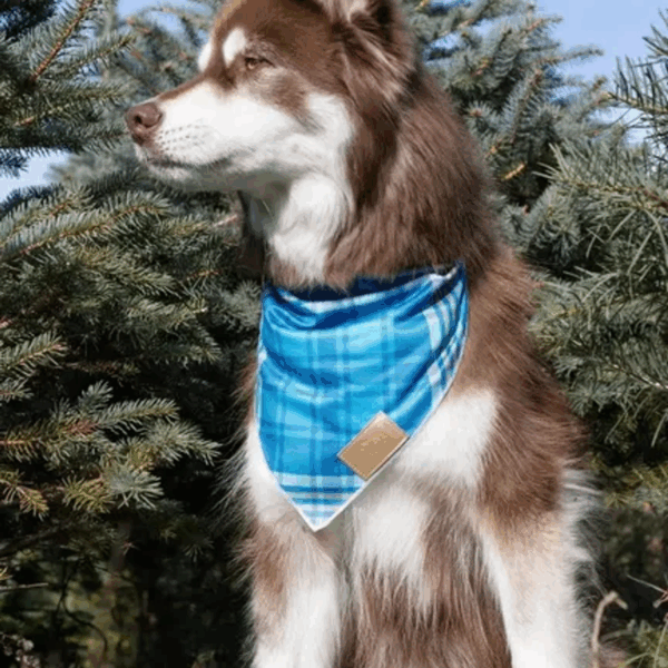 Blue Spruce Plaid Dog Bandana