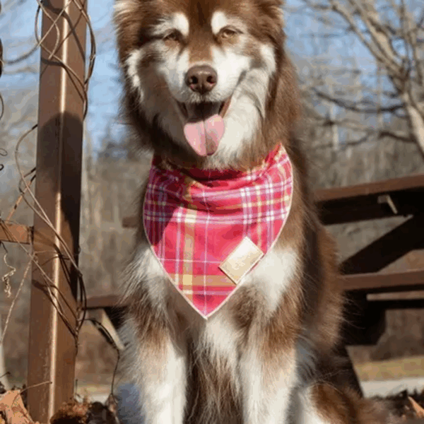 Wine Plaid Dog Bandana