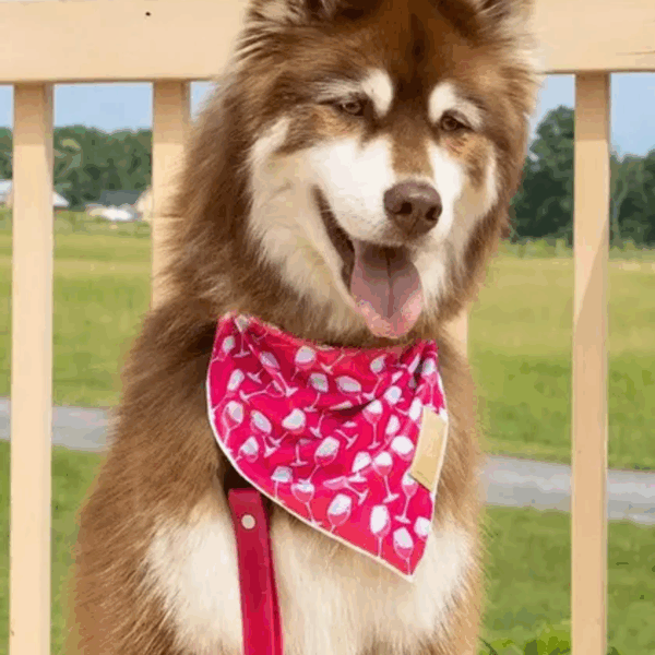 Red Mountain Syrah Dog Bandana