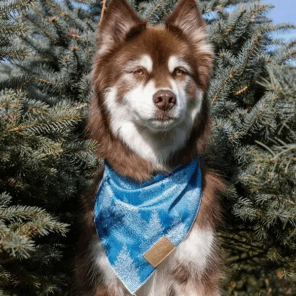 Siberian Spruce Dog Bandana