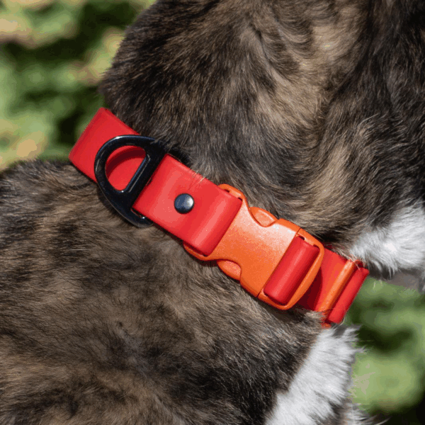 Scarlet Peaks Waterproof Dog Collar