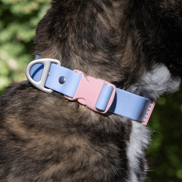 Blue Sky Orchid Waterproof Dog Collar