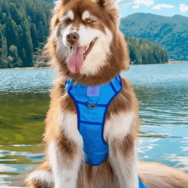 Dockside Adventures Ultimate Harness
