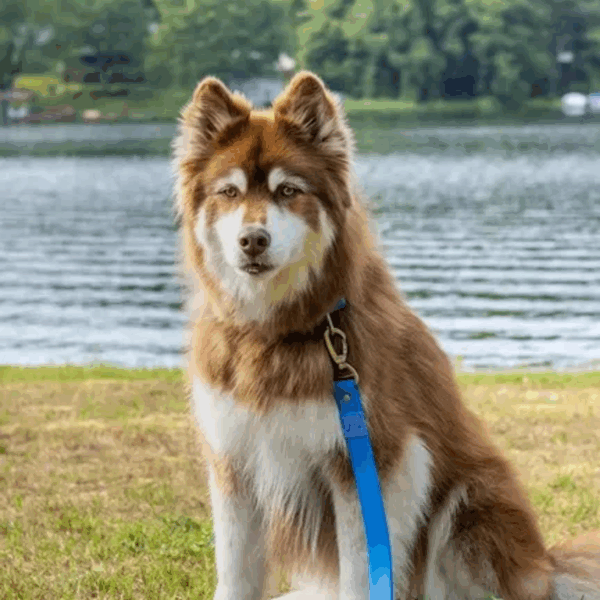Dockside Adventures Waterproof Dog Leash