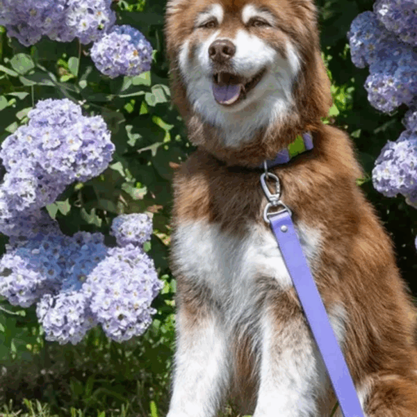 Lavender Garden Waterproof Dog Leash