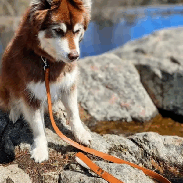 Sierra Sunrise Vegan Leather Dog Leash