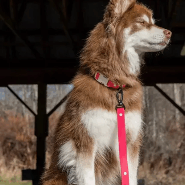 Red Mountain Syrah Waterproof Dog Leash