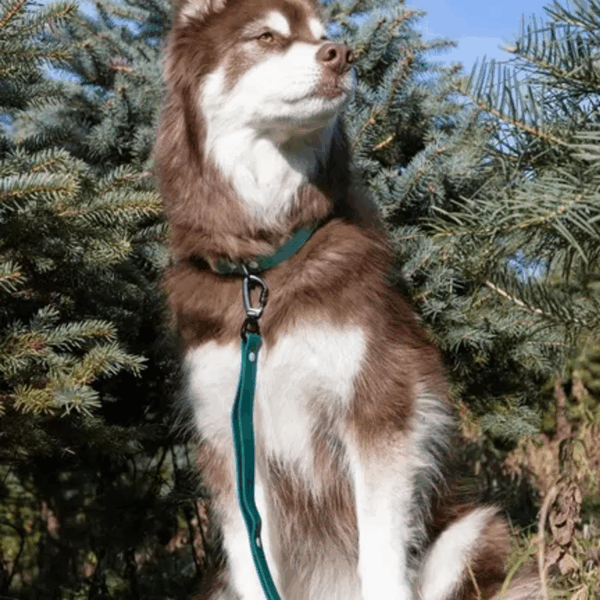 Siberian Spruce Waterproof Dog Leash