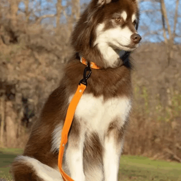 Crimson Glow Waterproof Dog Leash
