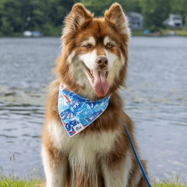 Painted Peaks Dog Bandana & Matching Keychain
