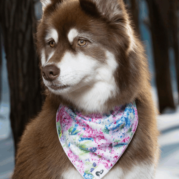 Hydrangea Haven Dog Bandana & Matching Keychain