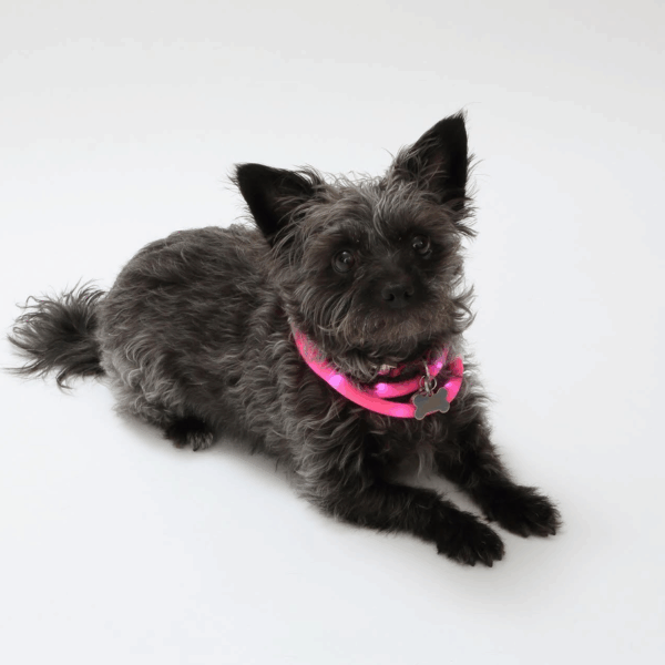 Silicone Cuttable LED Illuminated Dog Collar - USB Rechargeable