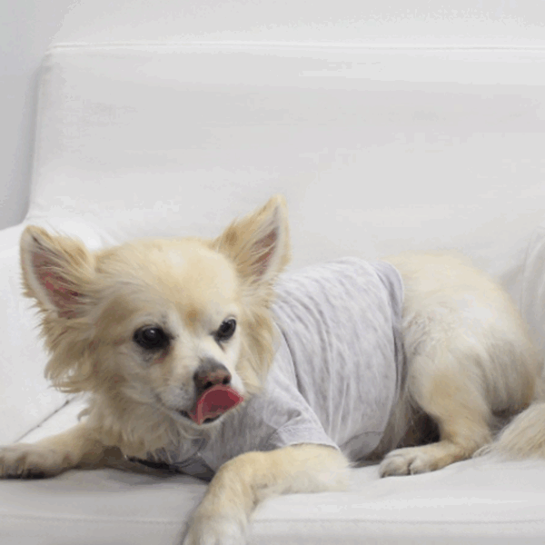 Doggy Tee